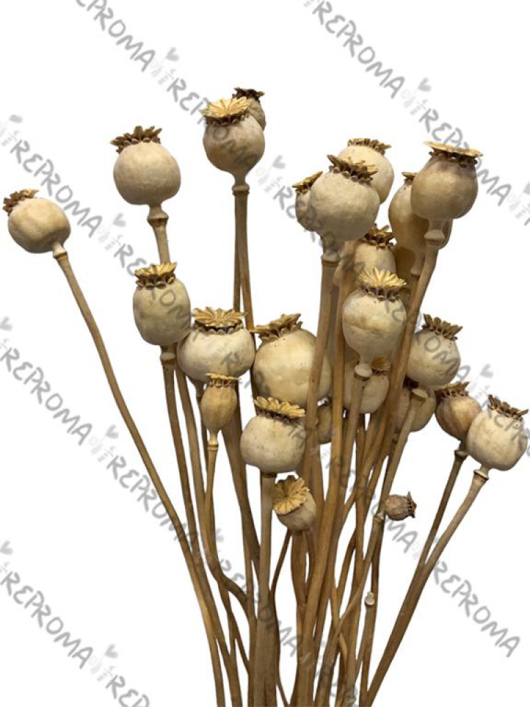 Sušené makovice - natur