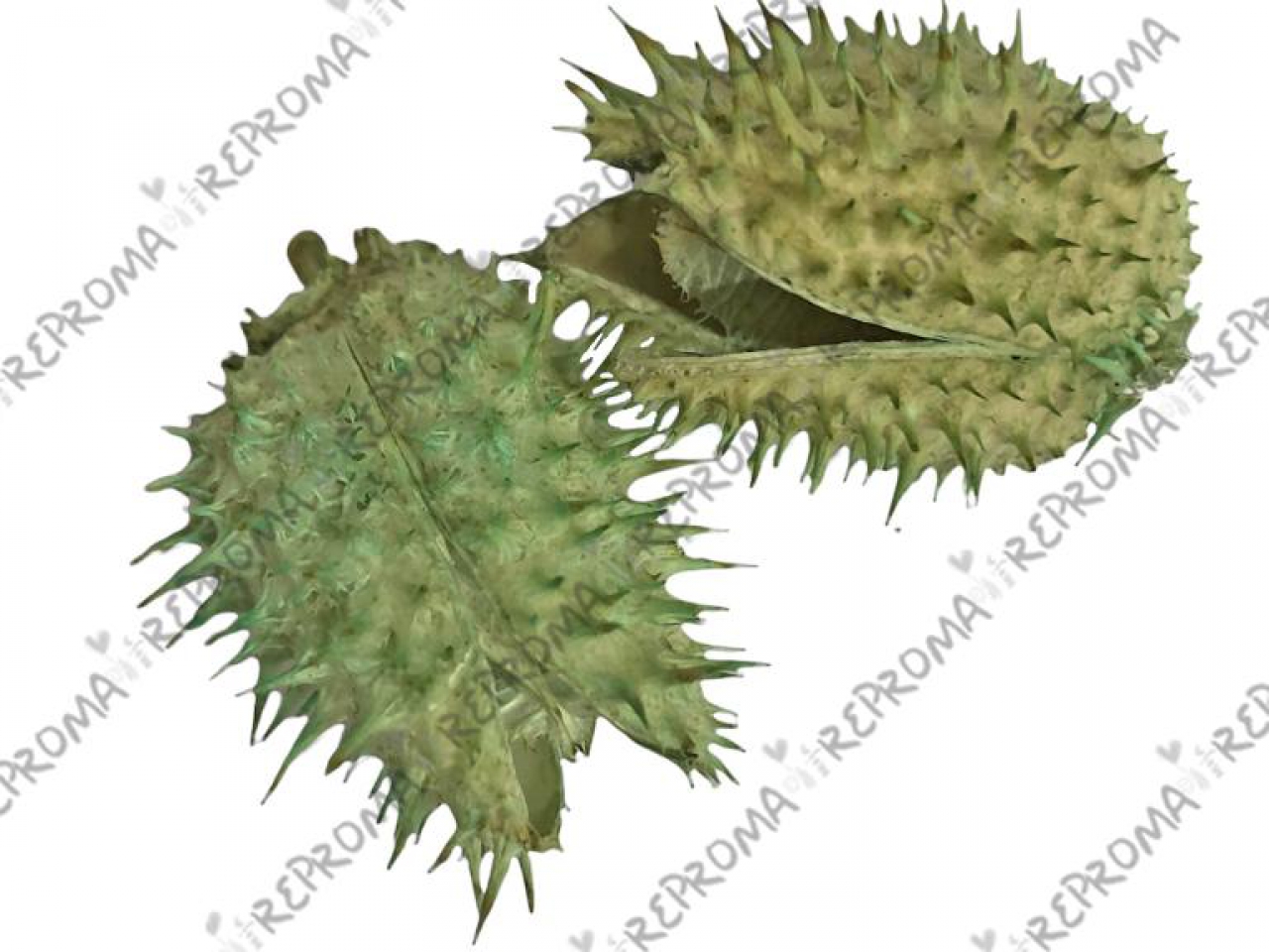 Sušený bodliak Datura 2ks - lagúna