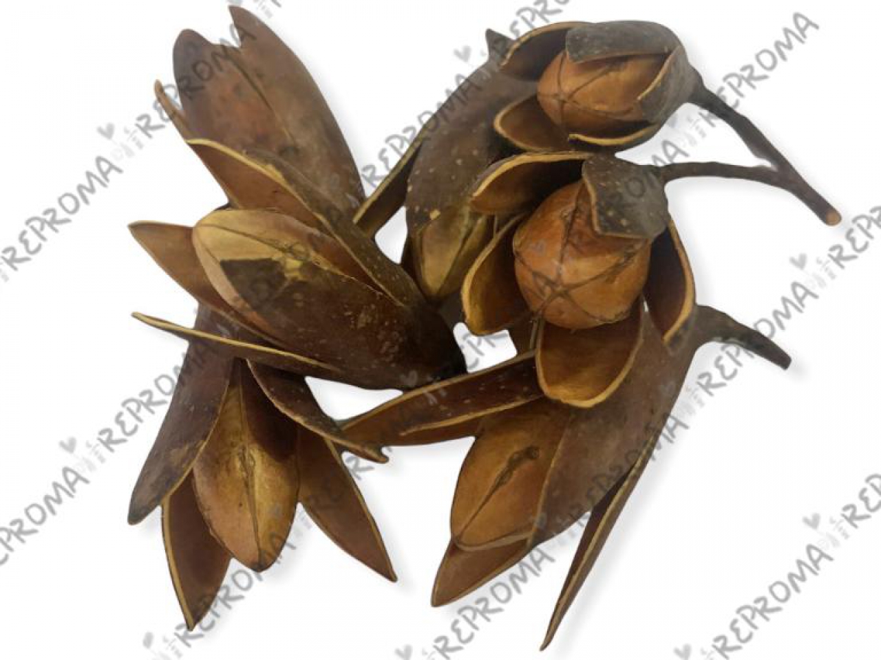 Sušený drevený kvet 5ks - natur