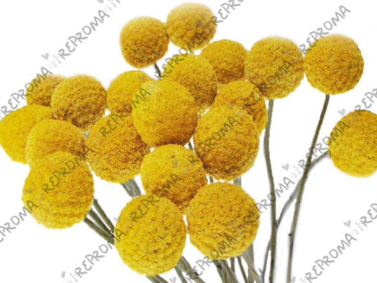 Sušený kvet - Craspedia