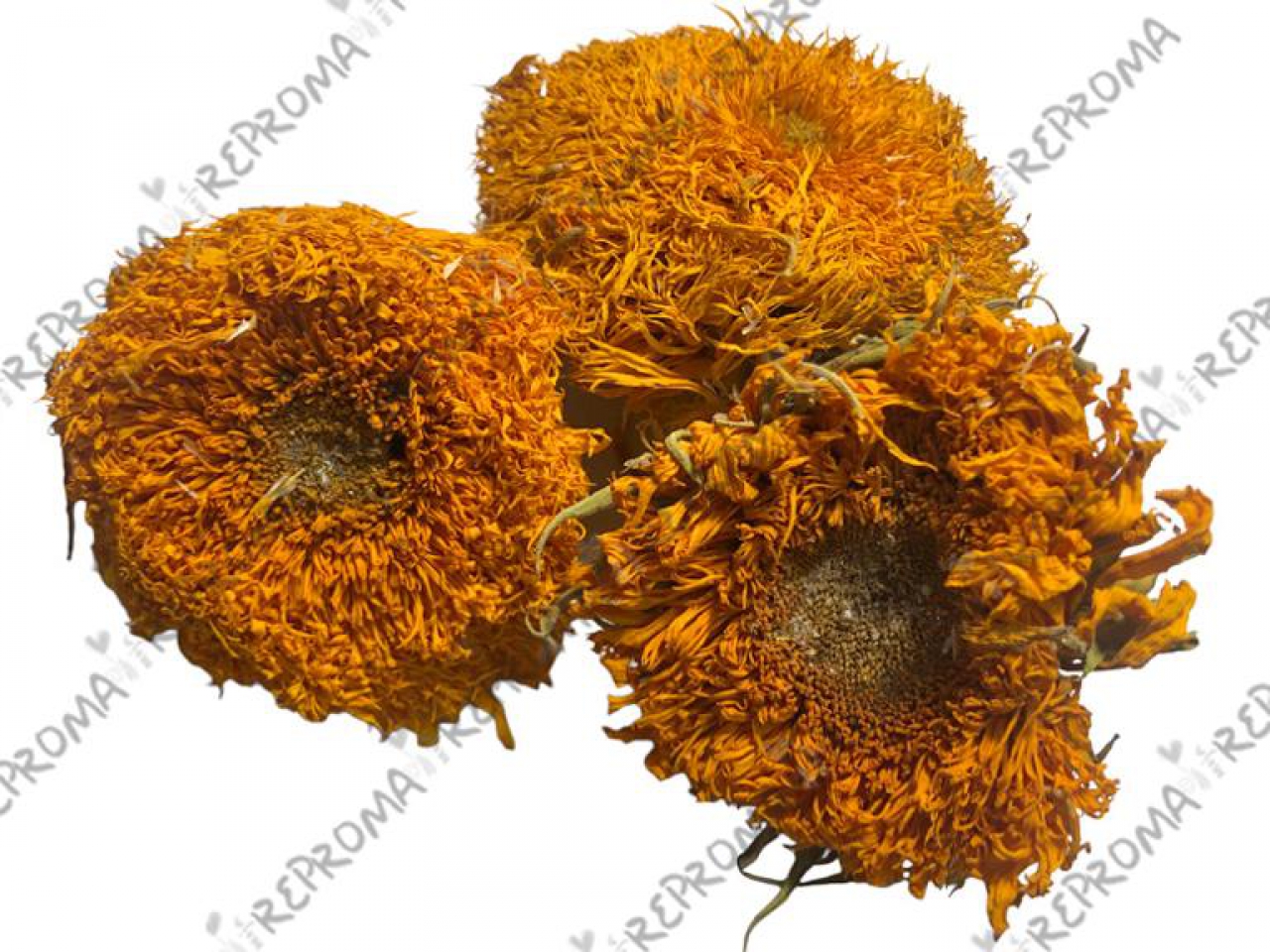 Sušený kvet slnečnica Van Gogh - natur