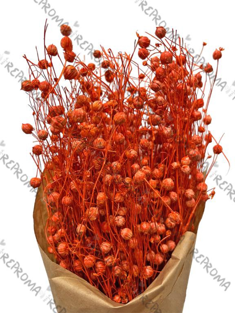 Sušené kvety ľan - oranžový