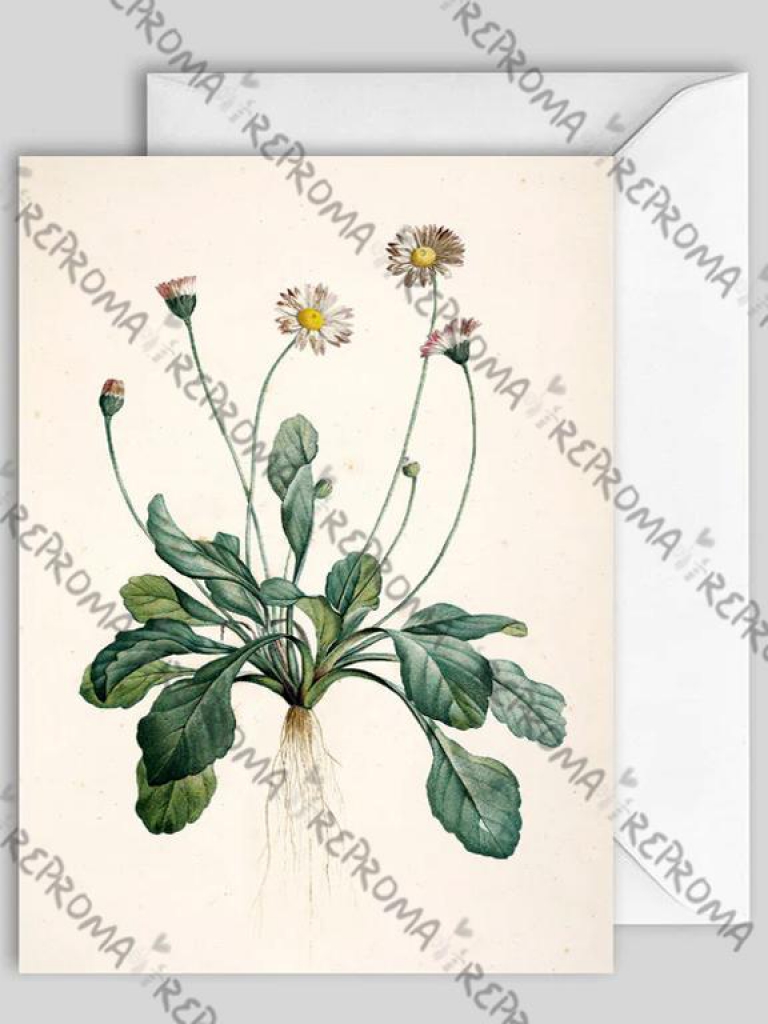 Umelecká pohľadnica 12x17 cm Daisy